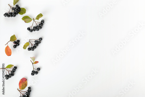 Autumn black chokeberry branches with colorful leaves on white background and copy space