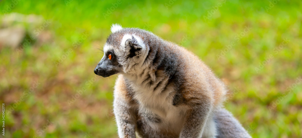 Obraz premium Ring-tailed lemur resting on a tree branch. Iconic Madagascar primate with a striped tail. Close-up of a lemur sitting in the trees.