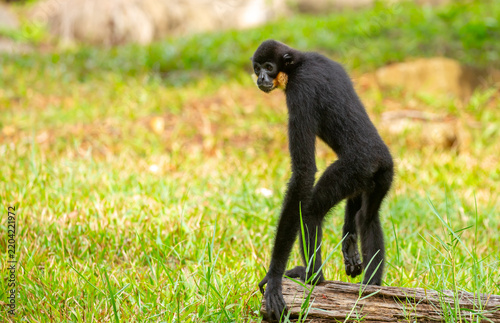 Photography A white-cheeked gibbon running through the grass