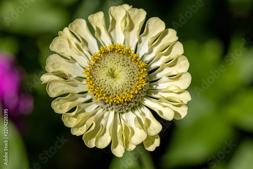 a detailed macro shot of a white and pale green Zinnia elegans flower with a textured yellow center and green blurred background