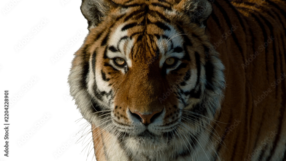 Obraz premium Close-up portrait of a majestic tiger with orange and black stripes, isolated on transparent background