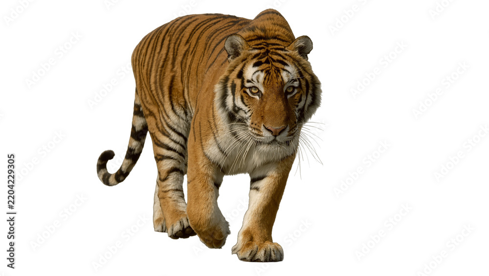 Obraz premium Majestic tiger with orange and black stripes walking forward, isolated on transparent background