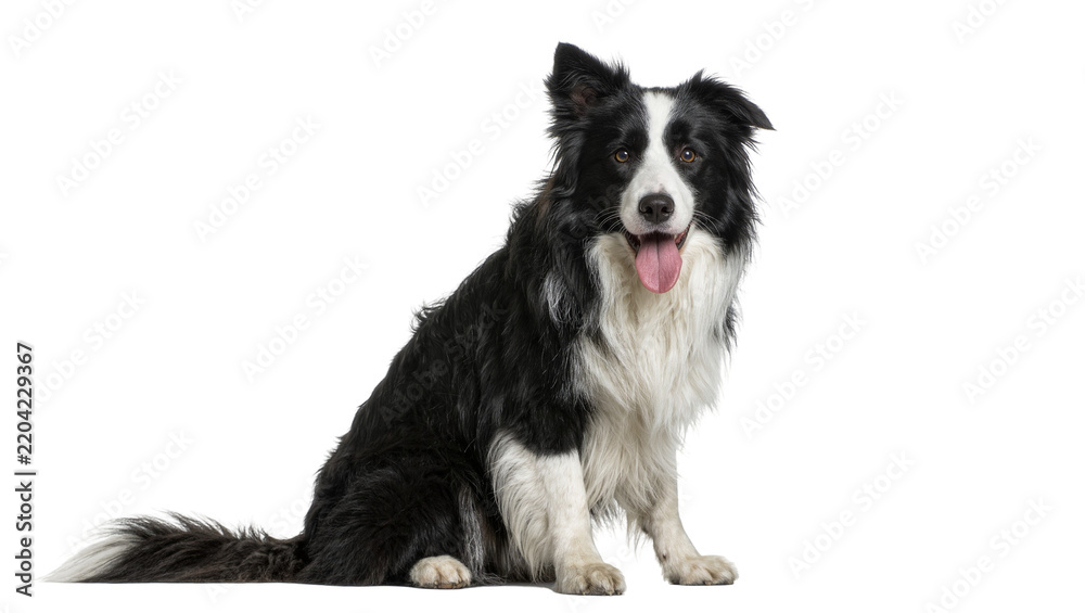 Obraz premium Black and white Border Collie dog sitting panting, isolated on transparent background