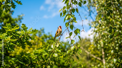 Pequeño pájaro cantor posado en una fina rama colgante de un árbol de hojas verdes, bajo un cielo azul claro en un día soleado de naturaleza.