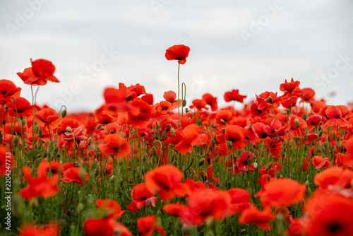Field of Poppies Under the Sky