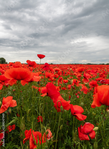 Field of Poppies Under Dramatic Cloudy Sky