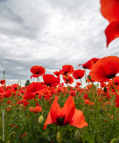 Field of Poppies Under Dramatic Cloudy Sky