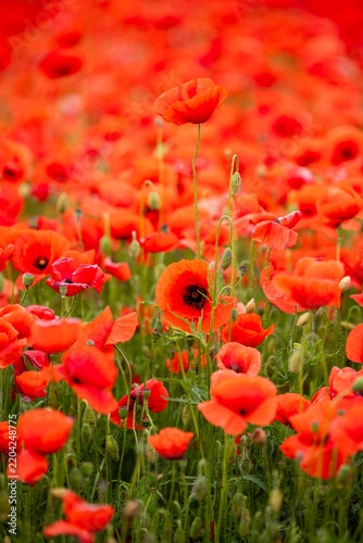 Vibrant Red Poppy Flowers Landscape