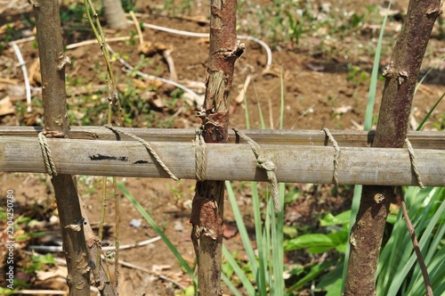 Traditional wooden stakes tied with split bamboo for plant support