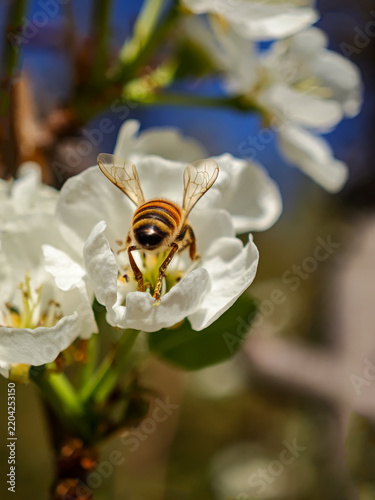 Macro shot of honey bee entering white flower collecting nectar from behind