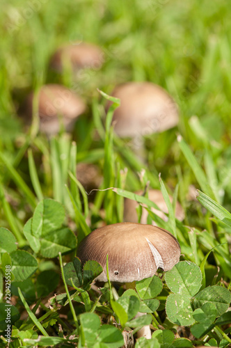 Close-up of mushrooms on the grass.