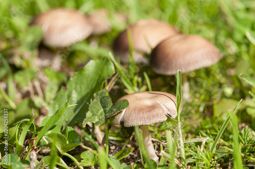 Close-up of mushrooms on the grass.