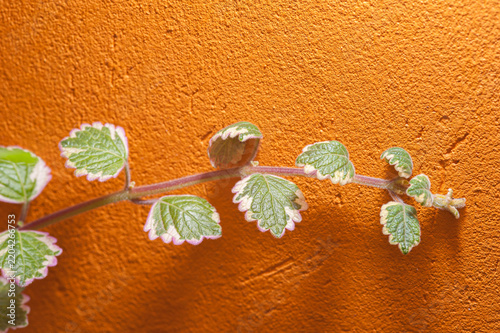 Close-up of a plant against an orange wall.