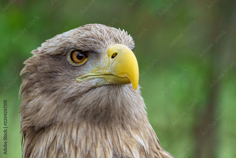 Fototapeta premium White-tailed Eagle Profile Portrait Close Up⁠
