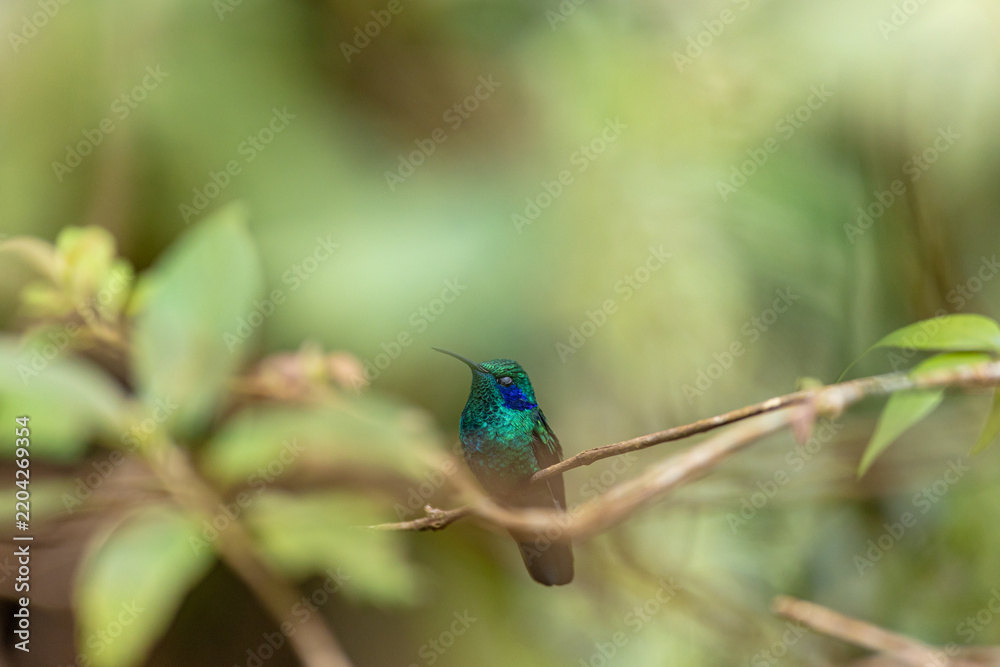Fototapeta premium Emerald-green hummingbird resting on a branch in nature