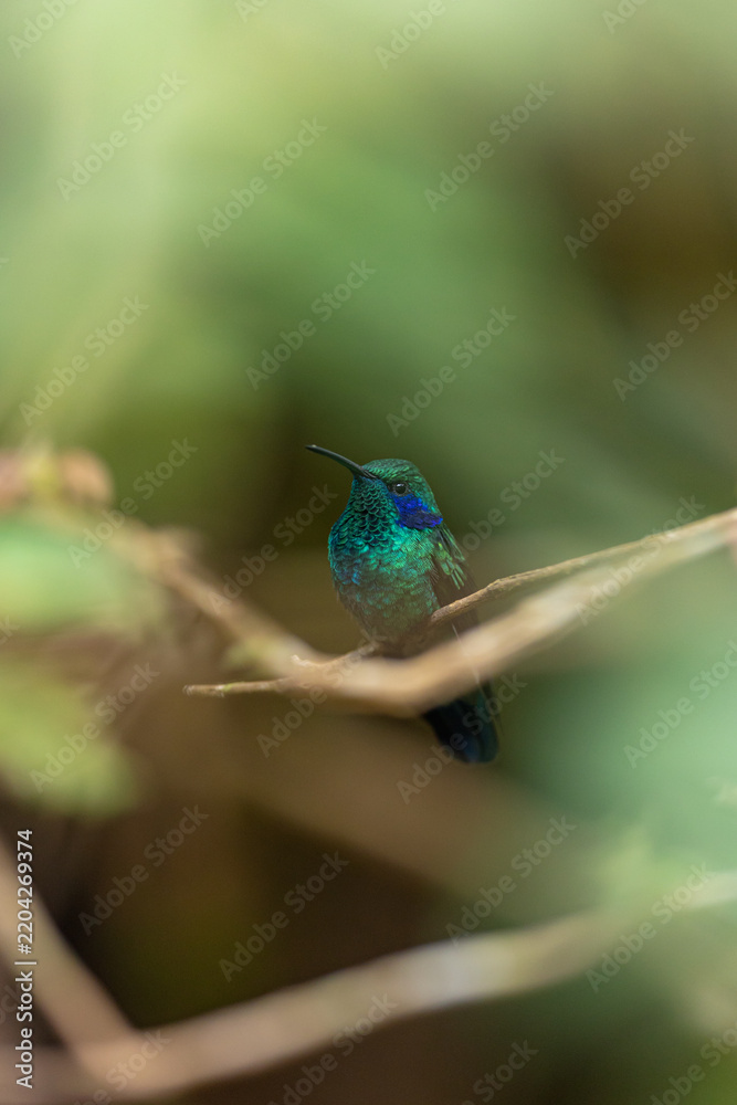 Fototapeta premium Green-throated hummingbird perching on branch in nature