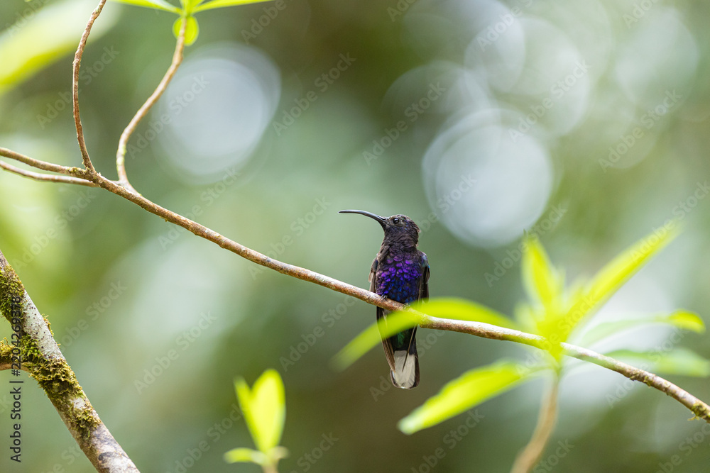 Fototapeta premium Violet sabrewing hummingbird perching on tree branch in forest