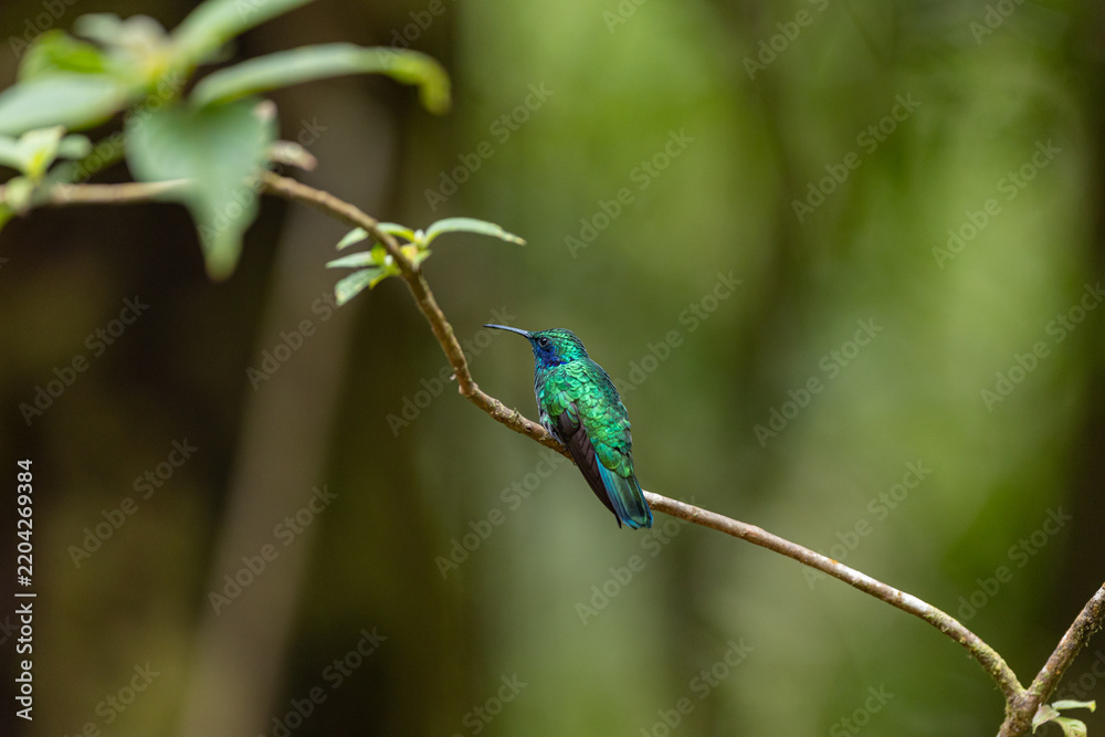 Fototapeta premium Green violetear hummingbird perching on a branch in nature