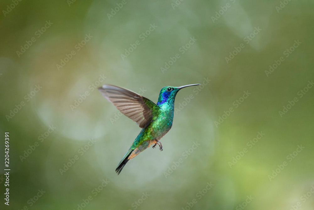 Fototapeta premium Hummingbird hovering in flight with green plumage