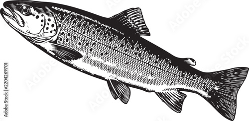 Vintage engraving of a trout fish illustration on a white background