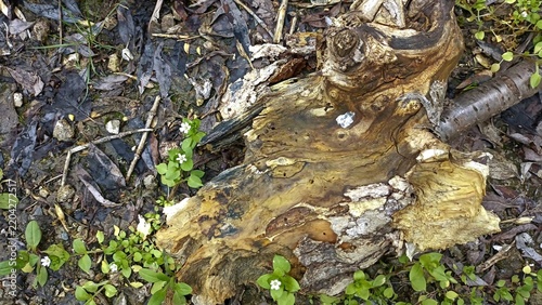 bark background, tree bark background, grey bark with cracks