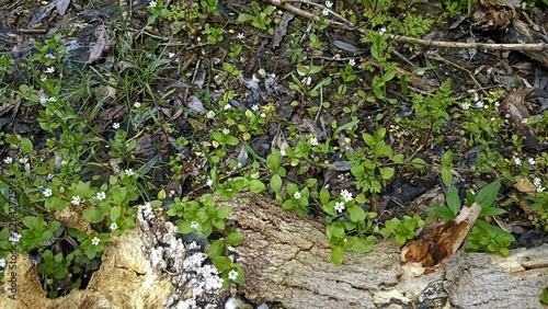 bark background, tree bark background, grey bark with cracks