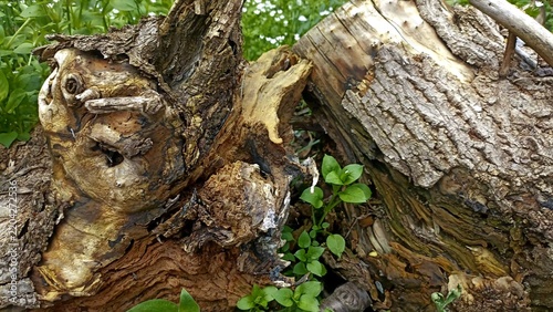 bark background, tree bark background, grey bark with cracks