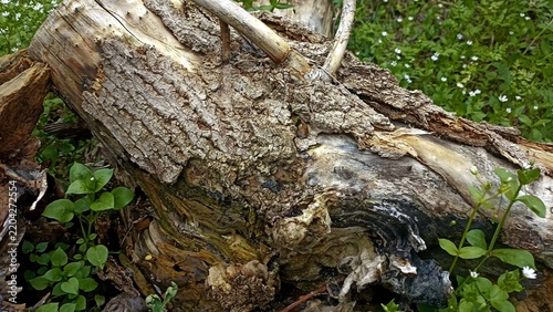bark background, tree bark background, grey bark with cracks