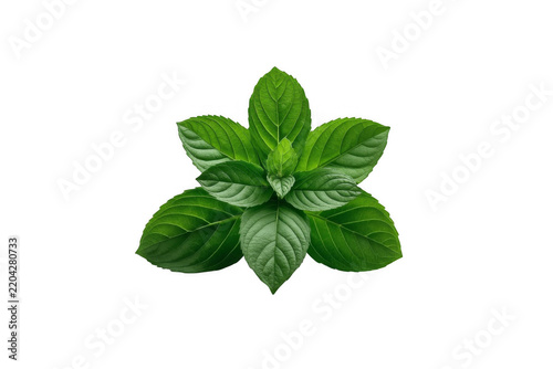 Fresh Green Basil Leaves and Herb Sprig