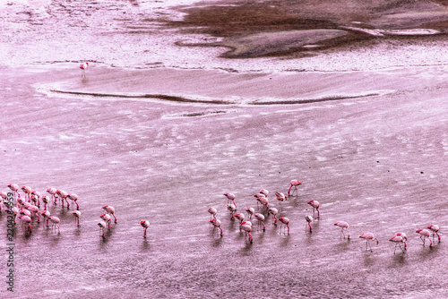 Flamingos Wading in Shallow Pink Lagoon