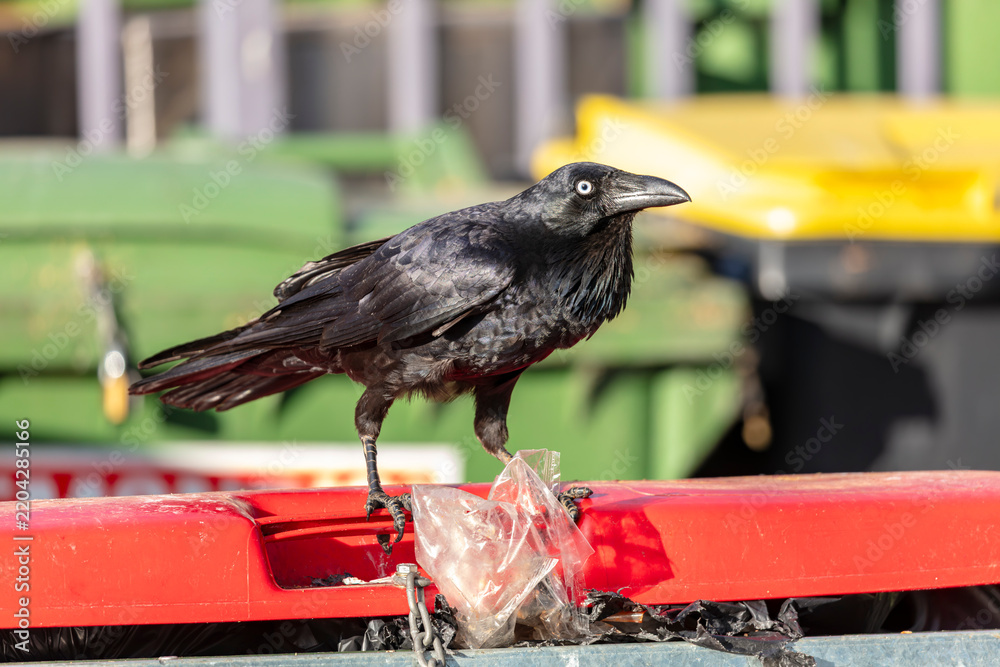 Fototapeta premium Photograph of an Australian Raven black bird standing on the lid of a large rubbish bin in a carpark in the Western Sydney town of Penrith in New South Wales, Australia