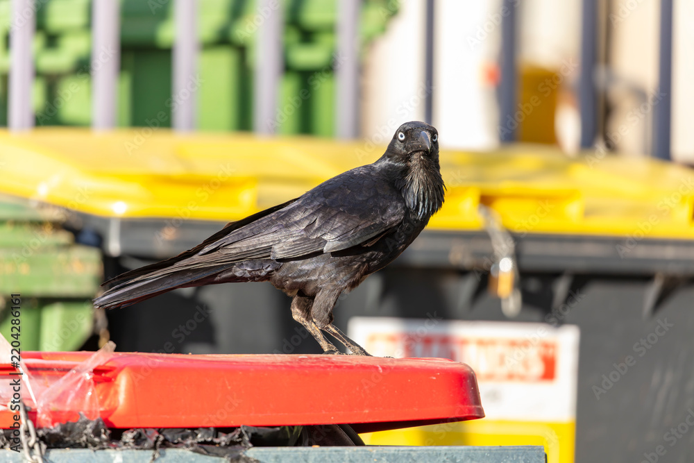 Fototapeta premium Photograph of an Australian Raven black bird standing on the lid of a large rubbish bin in a carpark in the Western Sydney town of Penrith in New South Wales, Australia
