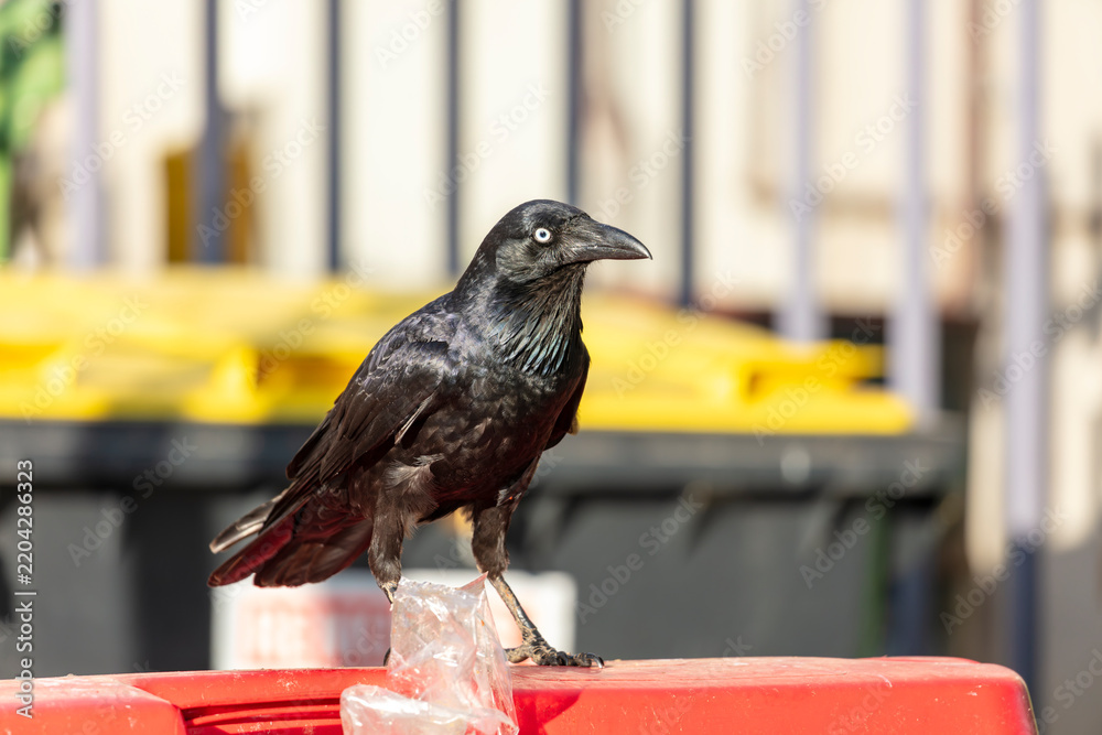 Fototapeta premium Photograph of an Australian Raven black bird standing on the lid of a large rubbish bin in a carpark in the Western Sydney town of Penrith in New South Wales, Australia