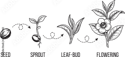 Tea plant life cycle stages from seed to sprout leaf bud and flowering tea day