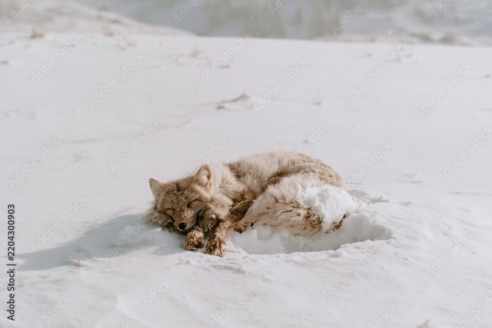 Obraz premium Fox sleeping curled in a tight ball on a snowy field, fluffy fur covered in soft flakes for wildlife and winter nature stories