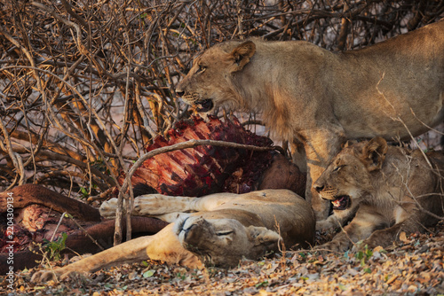Nsefu pride lions feeding on a Hippo carcass in a park
