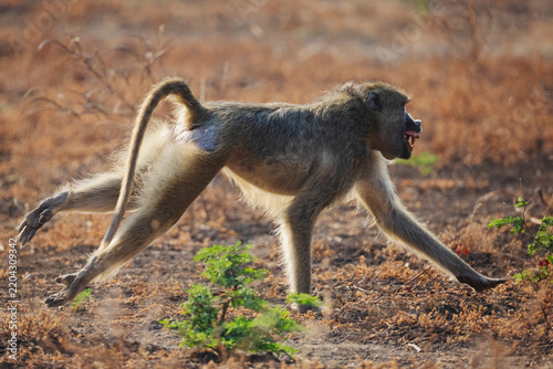 Baboon running during territorial dispute