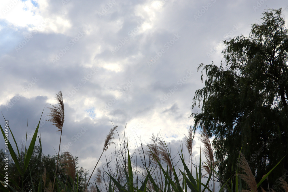 Obraz premium Dramatic sky and reed plants