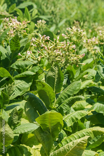Flowering tobacco plant with broad green leaves