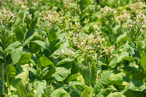 Fotografie Flowering tobacco plants with green leaves