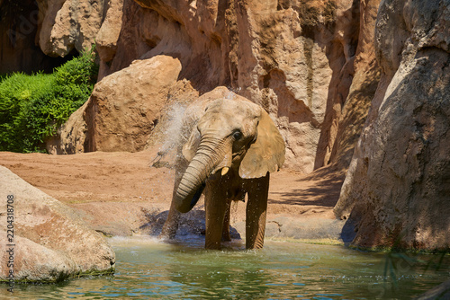 Canvas Print African elephant splashing water while cooling off in sunny habitat