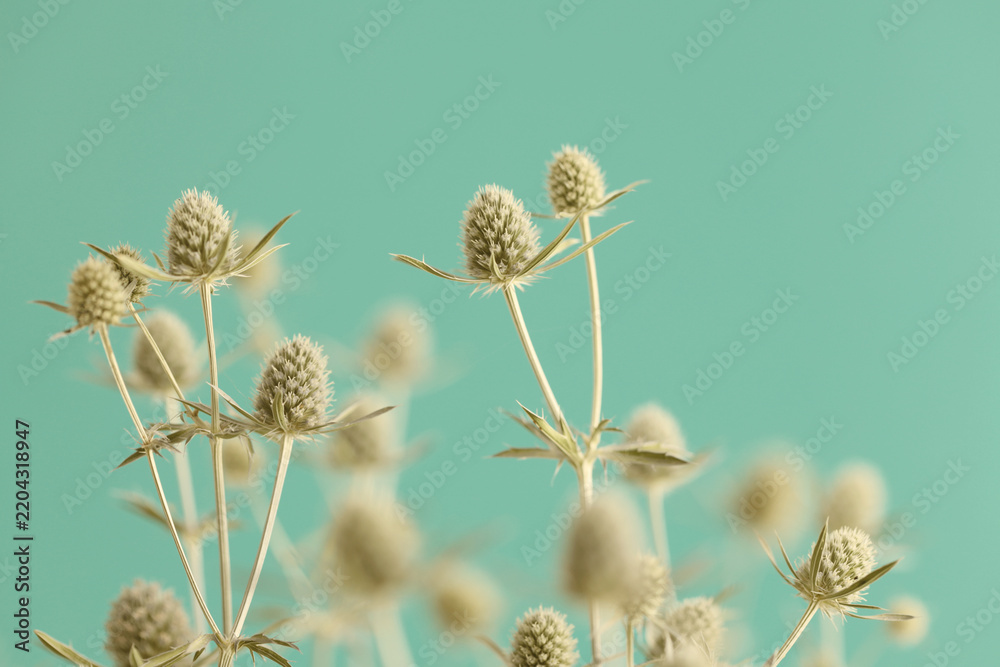 Fototapeta premium Smoke selected soft focus beige thorn Dry Flower eryngium (Eryngium planum) on blue. Abstract natural blurred vintage background.