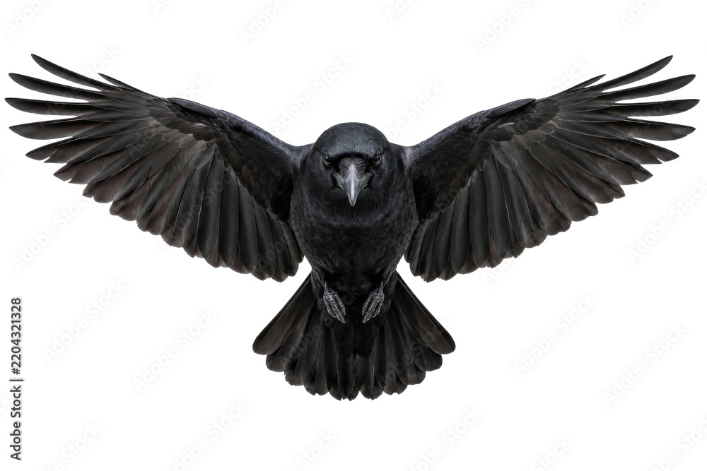 Fototapeta premium A majestic black raven captured in full flight with wings spread wide against white background