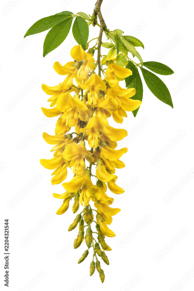Naklejka premium Vibrant yellow laburnum flowers hanging from a branch isolated on a clean white background
