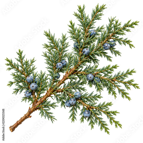 Juniper Evergreen Sprig With Blue Berries Isolated White