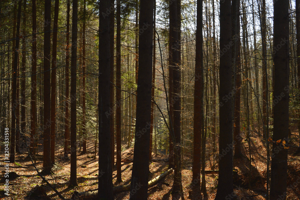 Fototapeta premium Backlit fir tree trunks in a dense forest in the Carpathian Mountains.