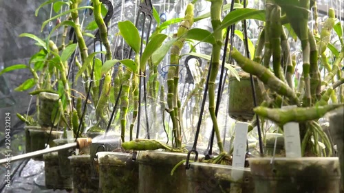 Watering Dendrobium nobile orchids with a spray nozzle in a greenhouse nursery