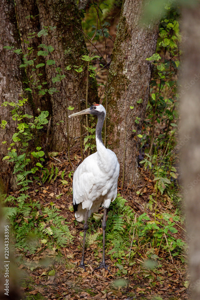 Fototapeta premium An American crane stands in the forest on a bright sunny day. Animals, birds, ornithology, ecology.