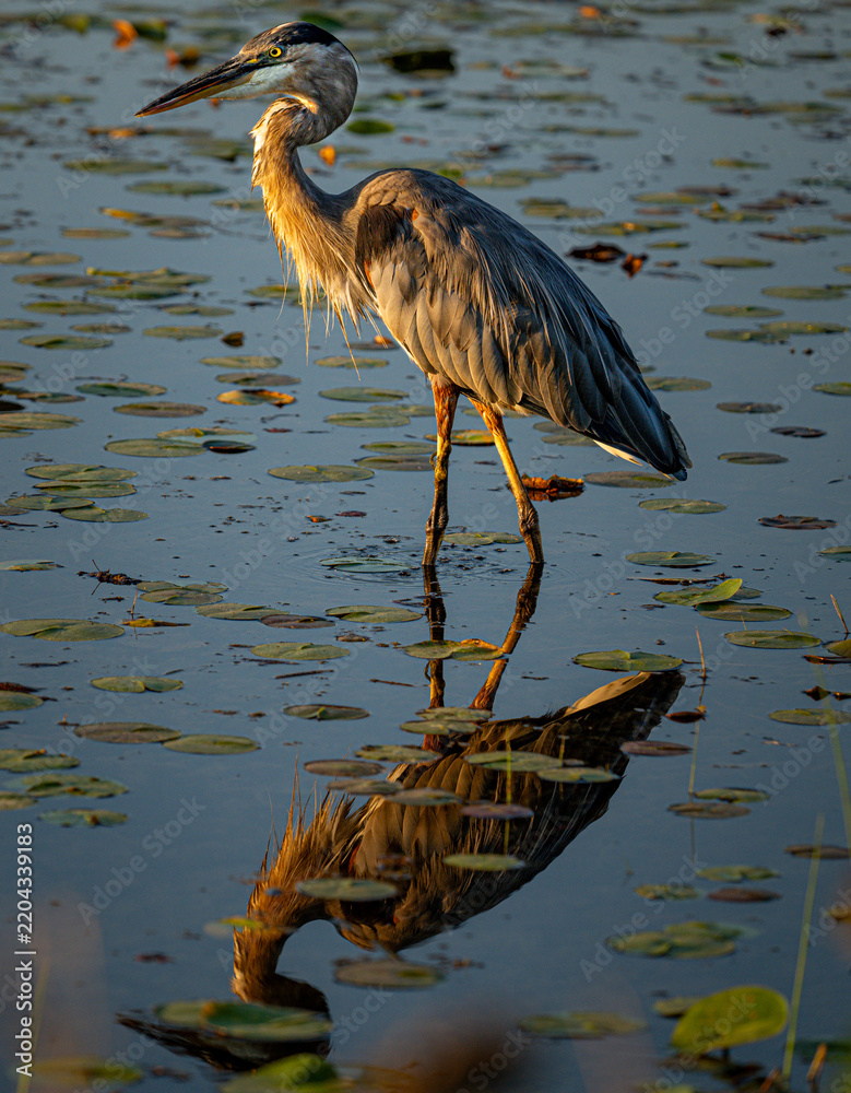 Obraz premium great blue heron and his reflection in pond at Central Park Carmel Indiana 