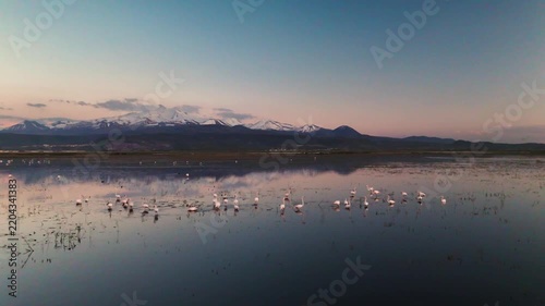 Aerial View of Flamingo Flock on Lake with Snow Capped Mountains at Twilight
